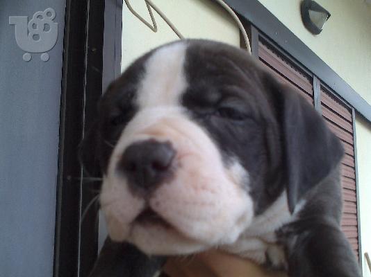 pitbull merle